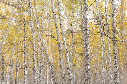 autumn birch forest © rufar