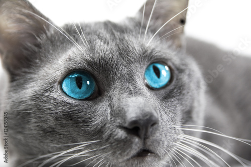 gray cat with beautiful blue eyes a white background isolated