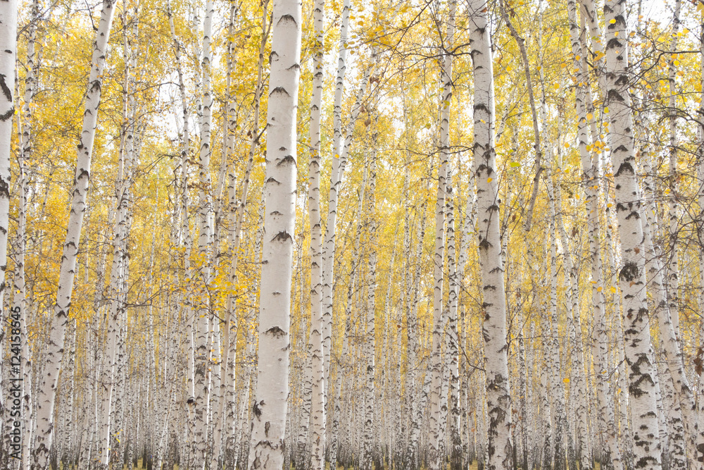 Obraz premium autumn birch forest