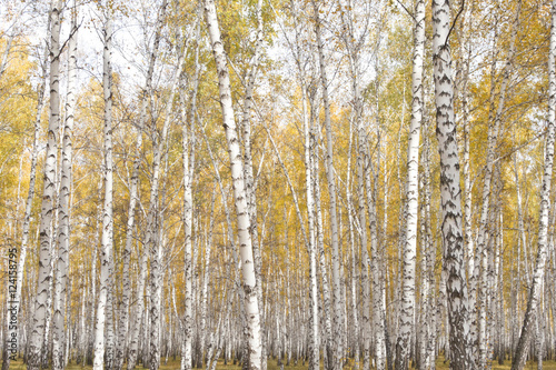 autumn birch forest