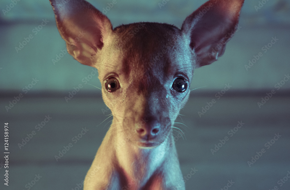 Closeup head of cute miniature ginger pinscher puppy sitting and looking into the camera