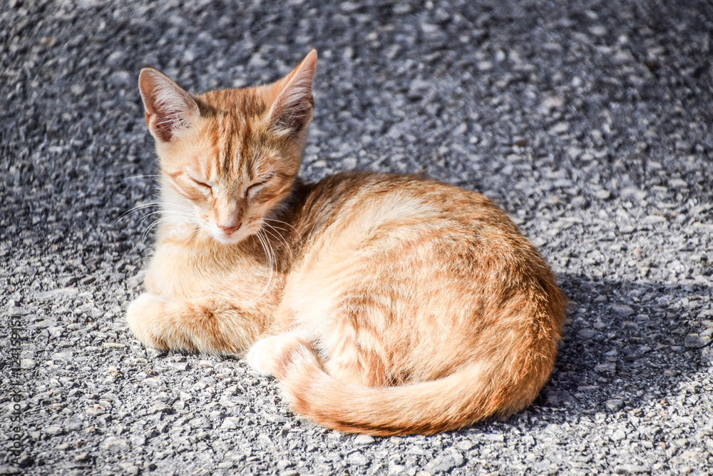 Fototapeta premium Cat Sleeping Outdoors