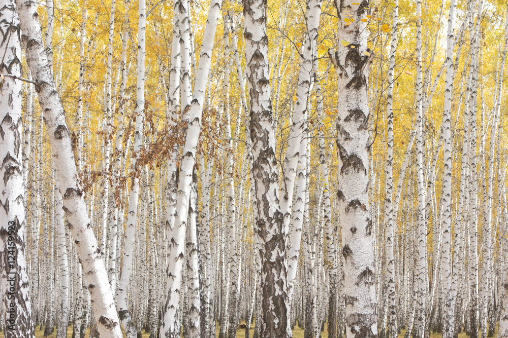 Obraz premium autumn birch forest