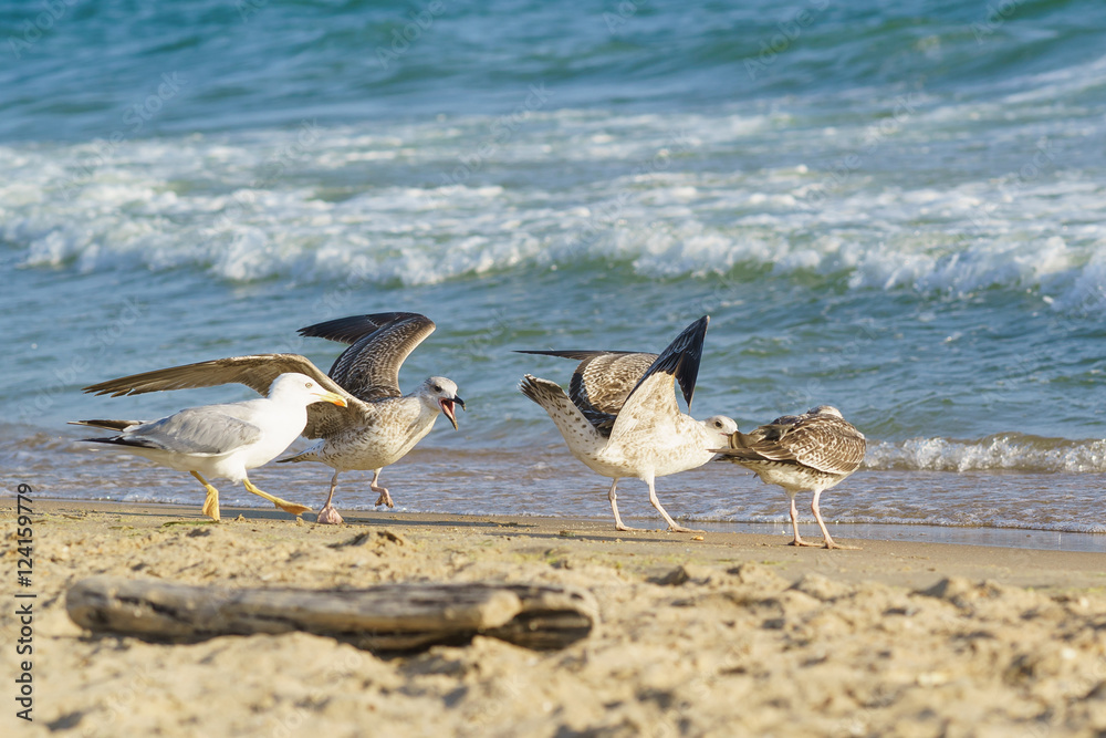 Fototapeta premium Young gulls (lat. Larus argentatus) on sandy coast