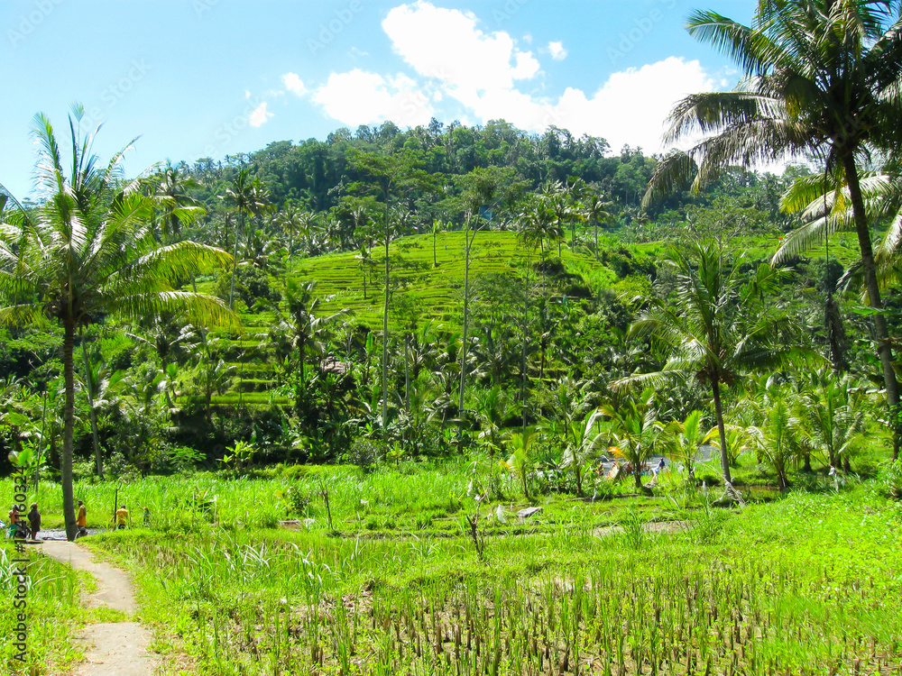 Green rice terraces in Bali island, Indonesia