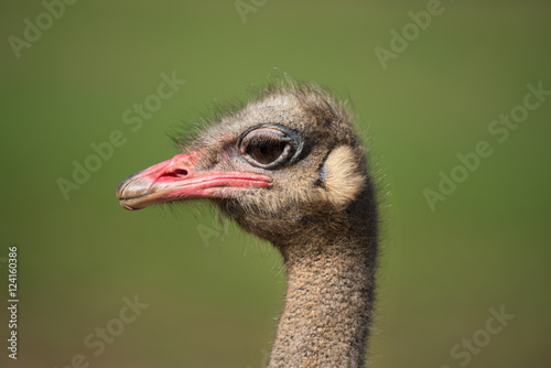 Close up view of an Ostrich on nice blurred background