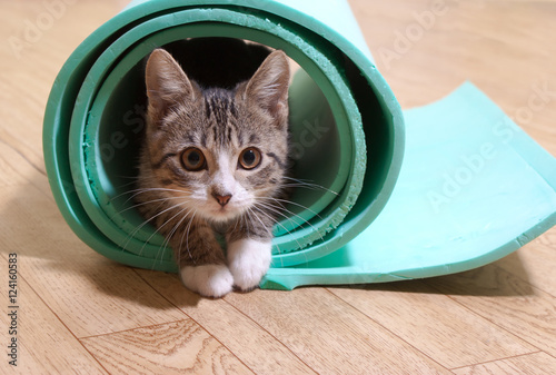 Kitten sitting on a yoga mat.