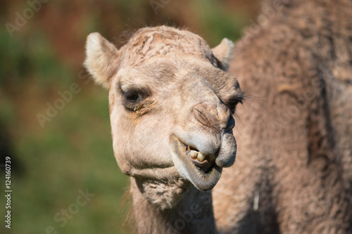 Close up portrait of a Camel © herraez