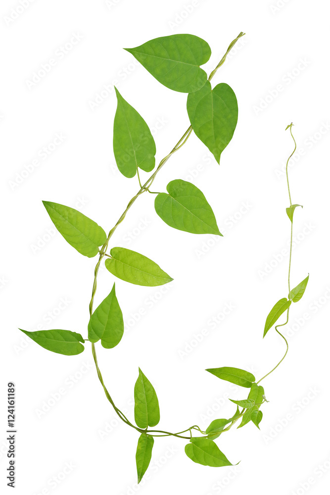 Heart shaped green leaves twisted vines plant isolated on white background