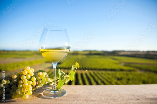 Vin blanc dans le vignoble