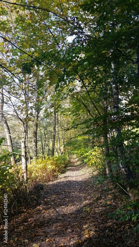 Waldweg im bunten Herbst