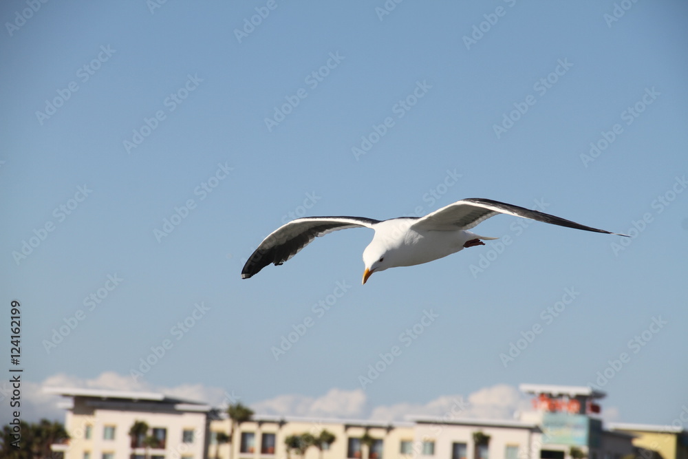 Seagull in Flight