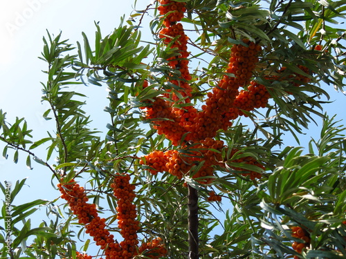 Argousier / Sea Buckthorn / Sanddorn  photo