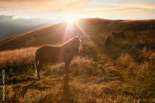 Sunset in mountains nature background. Horses silhouette at haze and sunbeams on summer meadow. Image in vintage retro hipster style