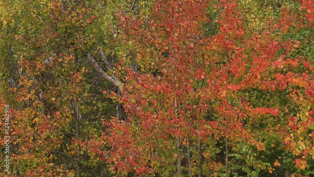 Whispering in the wind leaves of autumn trees. Baikal shore, Buryatia, Russia. Whispering in the wind leaves of autumn trees. Baikal shore, Buryatia, Russia.