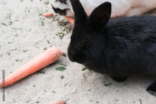 Schwarzes Kaninchen mit einer Karotte photo