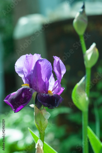 IRIS purple in the garden
