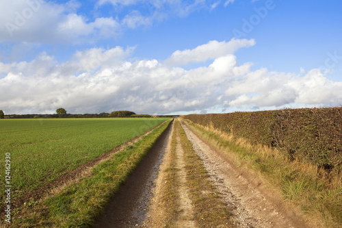 limestone bridleway with wheat and hedgerow