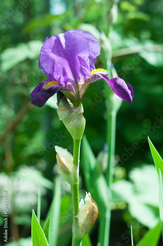 IRIS purple in the garden