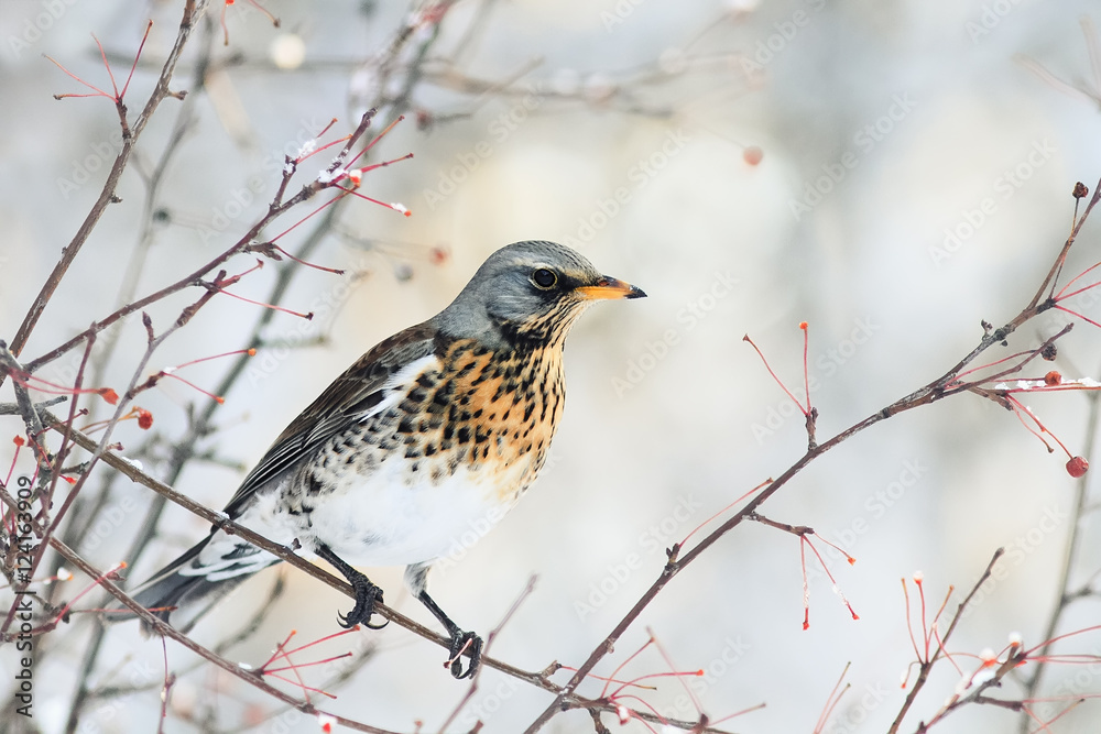 bird speckled thrush sitting on a branch with berries in winter Park bird speckled thrush sitting on a branch with berries in winter Park
