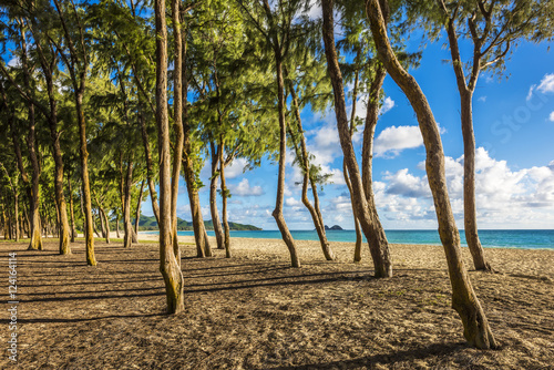 Ironwood trees lining up Waimanalo beach in Oahu Island, Hawaii photo