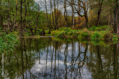 Mangrove trees in a peat swamp forest and a river with clear water.