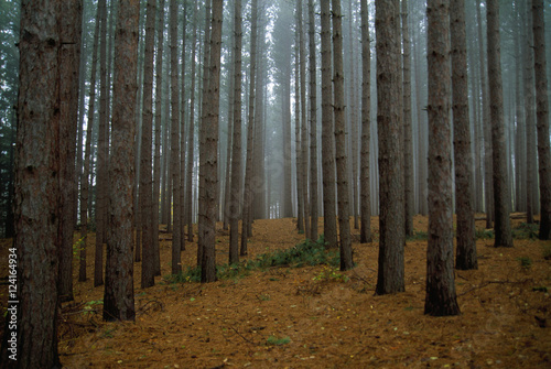 Red Pine Forest photo