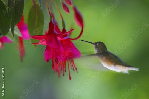 Hummingbird photo