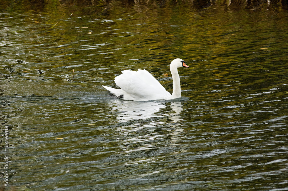 Fototapeta premium White swan swimming in a pond