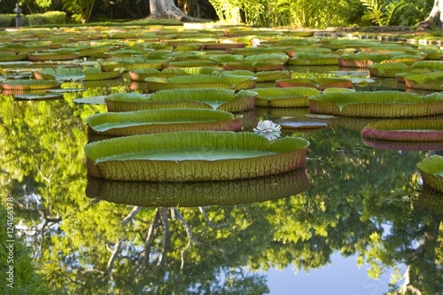 Pond With Giant Victoria Amazonica Water Lilies photo