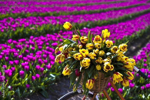 Striped bellona tulips and field of tulips