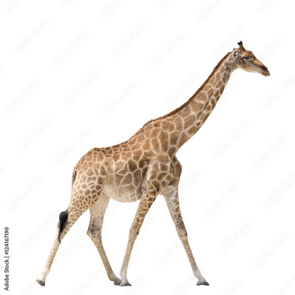 Obraz premium Walking Giraffe isolated on white