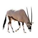 Oryx Gazella (Gemsbok) searching food isolated