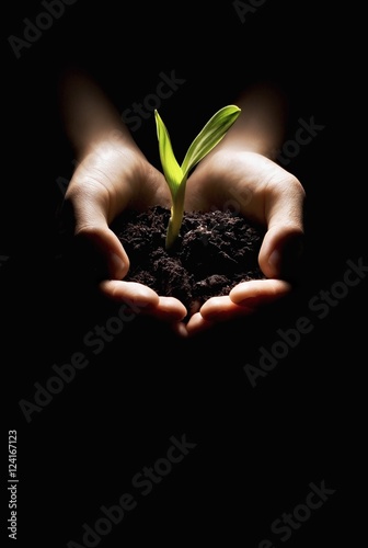 Hands Holding A Seedling