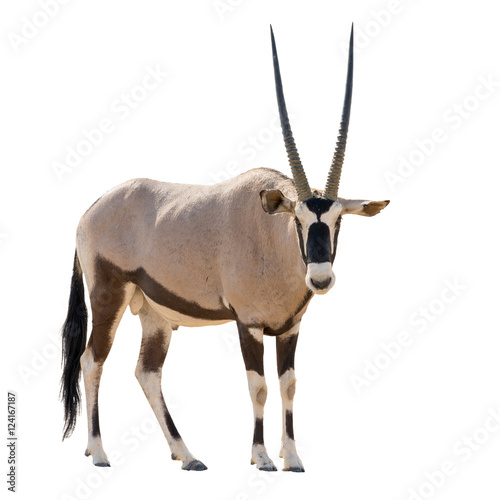 Oryx Gazella (Gemsbok) looking into cam isolated photo
