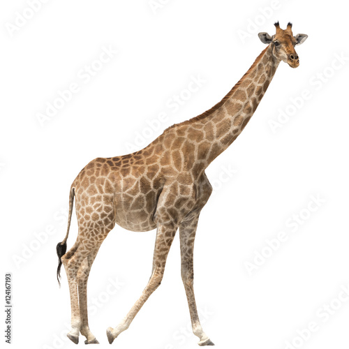Giraffe standing isolated on white