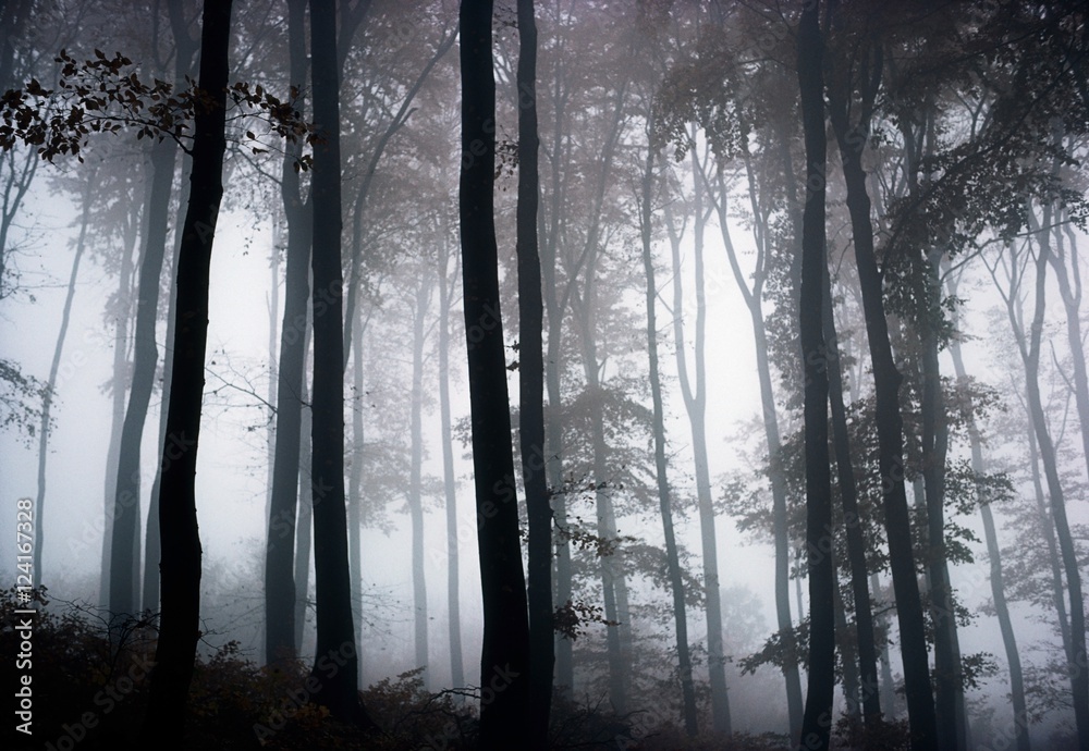 Foggy Woods; Ireland Foggy Woods; Ireland