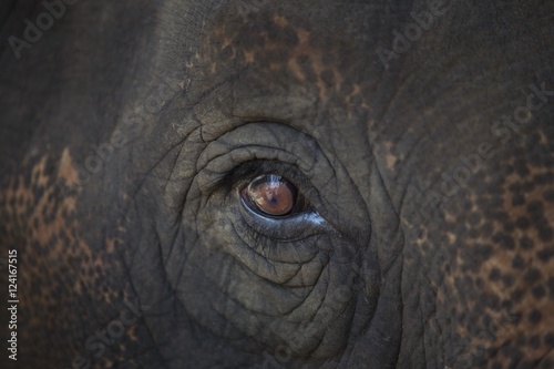Closeup Of An Animal's Eye photo