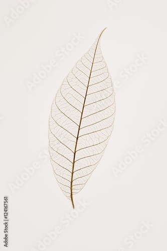 Transparent Leaf photo