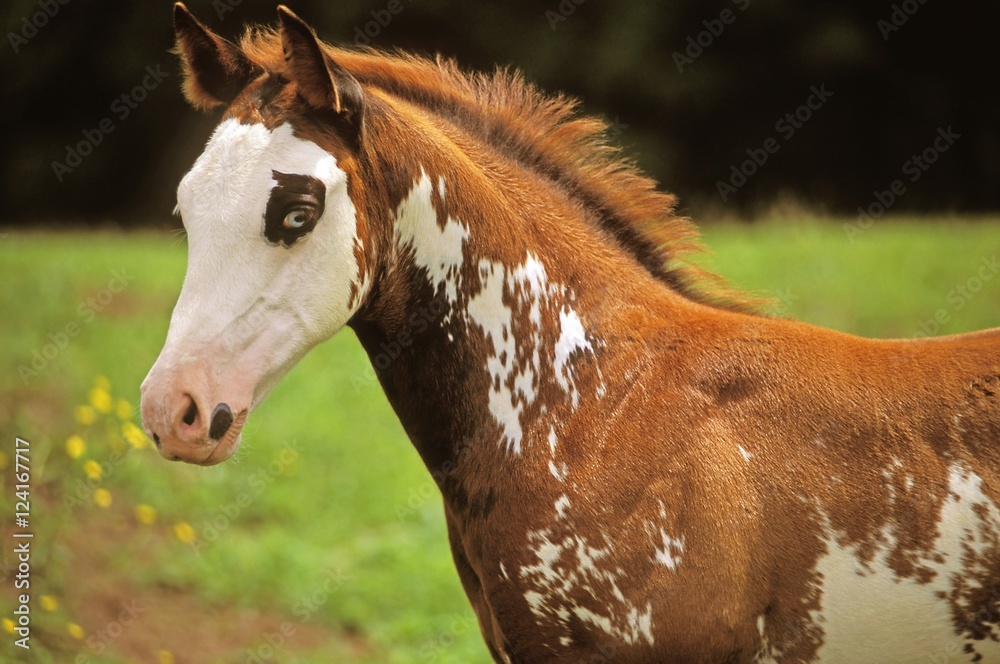 American paint horse colt Stock Photo Adobe Stock