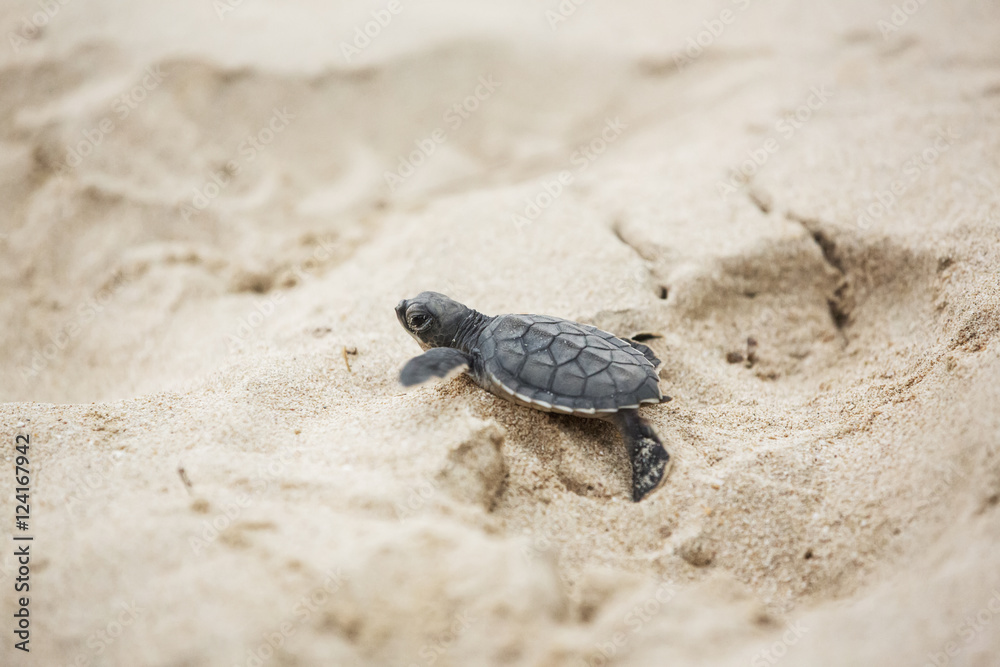 A young turtle crawling over the white sand; Barbados A young turtle crawling over the white sand; Barbados