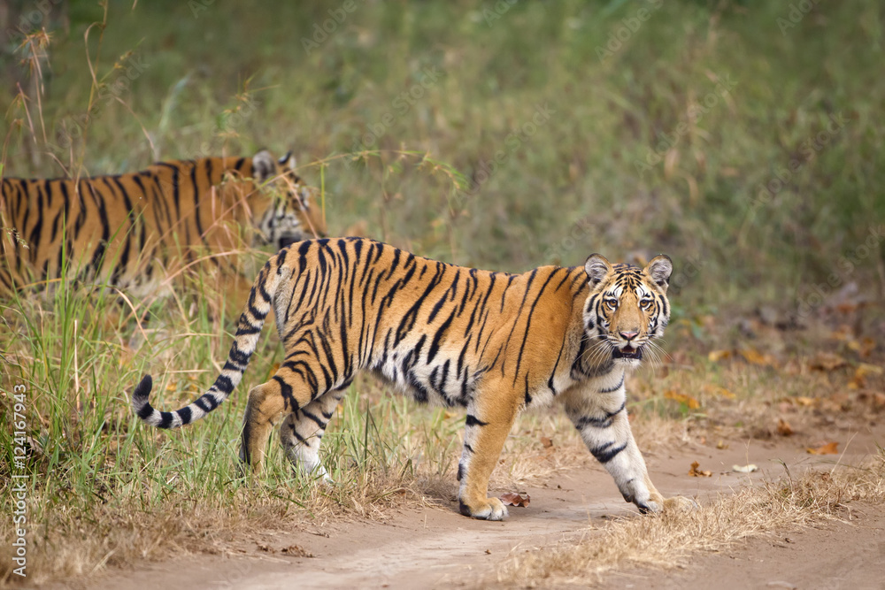 Bengal tigers (Panthera tigris tigris) walking at the Pench National Park; Madhya Pradesh, India Bengal tigers (Panthera tigris tigris) walking at the Pench National Park; Madhya Pradesh, India