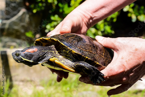 Common turtle Slider Trachemys scripta photo