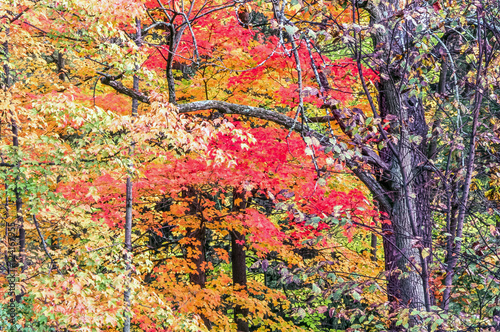 Autumn forest scene