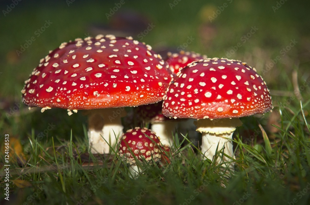 Fly Agaric (Amanita Muscaria) Mushrooms Growing In The Grass; Northumberland, England Fly Agaric (Amanita Muscaria) Mushrooms Growing In The Grass; Northumberland, England