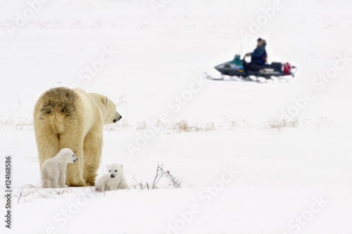 Polar Bear Sow Guarding And Looking Out For Her Cubs As She Watches A Man On A Snowmobile Sled In Wapusk National Park; Churchill, Manitoba, Canada photo