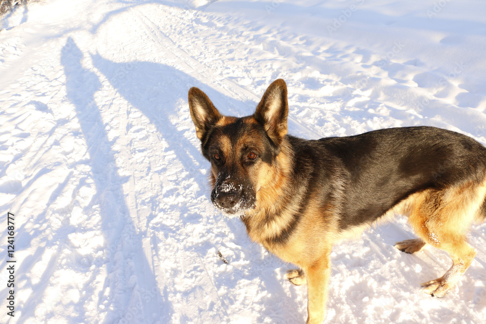 German shepherd dog on snow in winter day German shepherd dog on snow in winter day