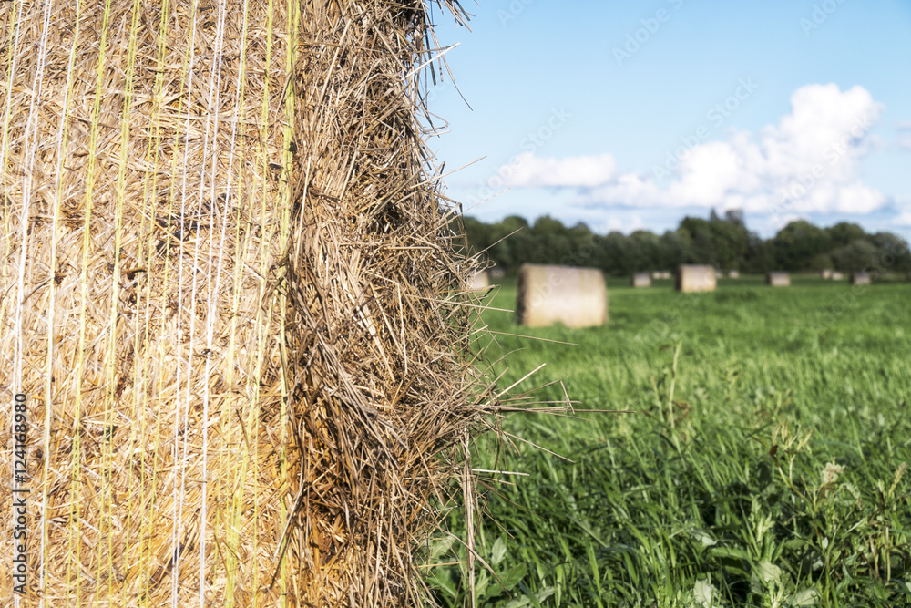 Fototapeta premium hay rolls on the field