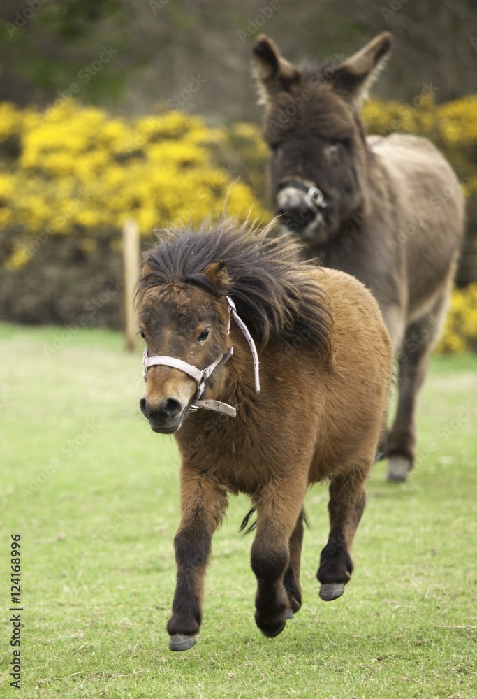 Northumberland, England; Two Ponies Running In A Field Northumberland, England; Two Ponies Running In A Field