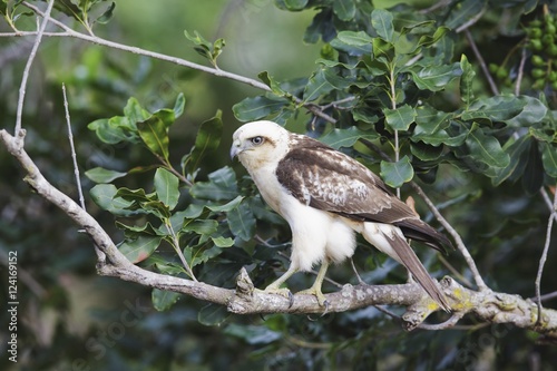 Hawaii, United States Of America; Hawaiian Hawk (Buteo Solitarius) Also Known As 'lo, Perched On Tree Branch photo